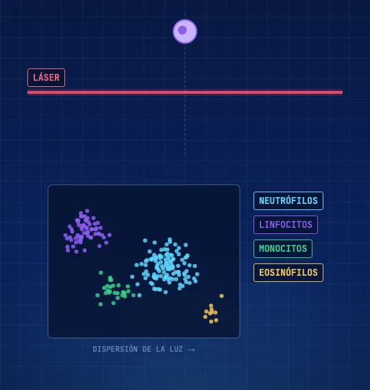 Una célula cruza un haz láser; en un gráfico de dispersión los puntos forman cuatro grupos: neutrófilos, linfocitos, monocitos y eosinófilos.