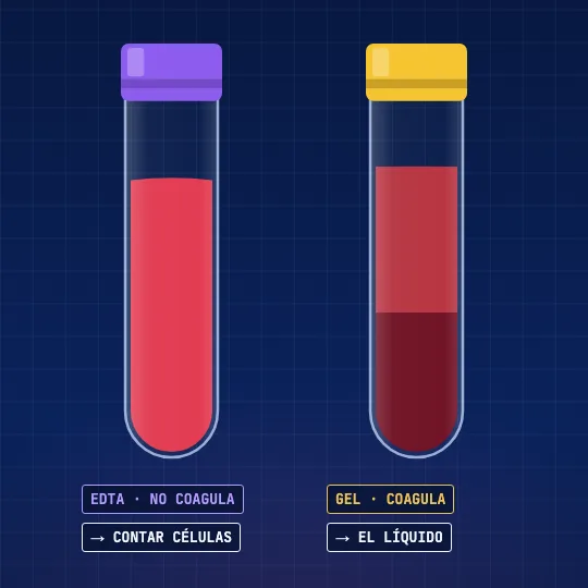 Dos tubos de sangre: uno con tapón morado y sangre líquida, otro con tapón amarillo donde la sangre se coagula.