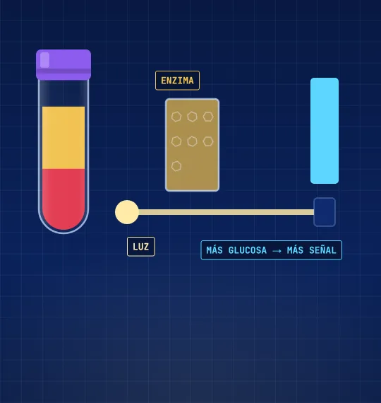 El suero pasa a una cubeta con una enzima; un haz de luz la atraviesa y la señal crece con la glucosa.