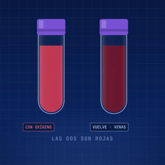 Dos tubos de sangre: uno rojo brillante, con oxígeno, y otro rojo oscuro, la sangre que vuelve por las venas. Las dos son rojas.