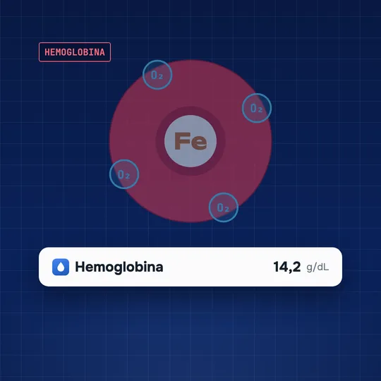 Un glóbulo rojo con un átomo de hierro en el centro y moléculas de oxígeno alrededor; debajo, una línea de un informe: Hemoglobina, 14,2 g/dL (valor de ejemplo).