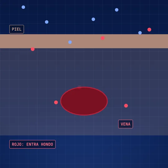 Corte de la piel con una vena debajo: la luz azul rebota cerca de la superficie y la luz roja entra hasta la vena, donde se absorbe.